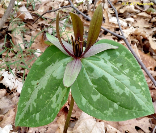 {Trillium freemanii}